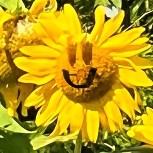 Meet your Posher, Laurel